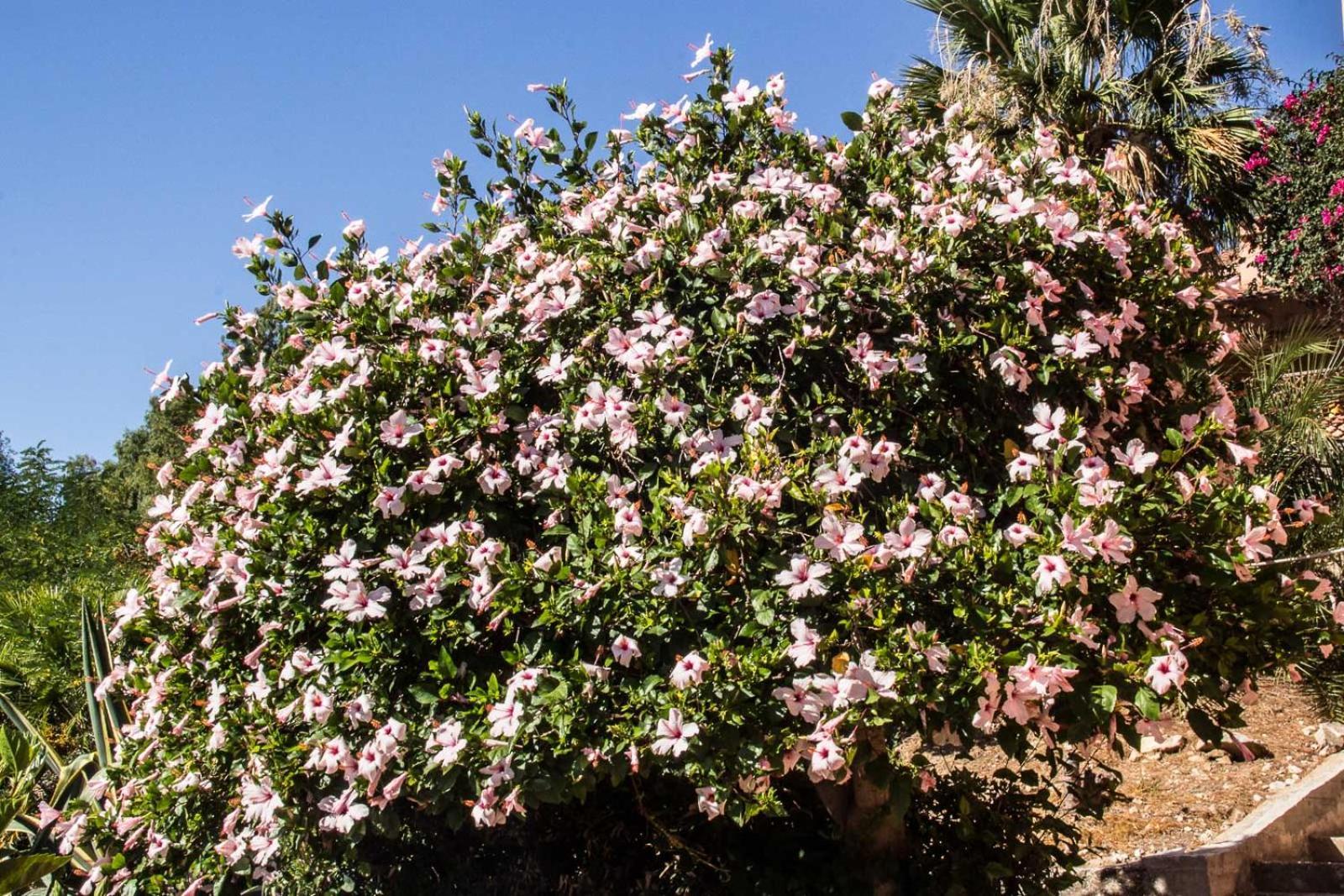 Villa Hibiscus Scopello スコペッロ エクステリア 写真